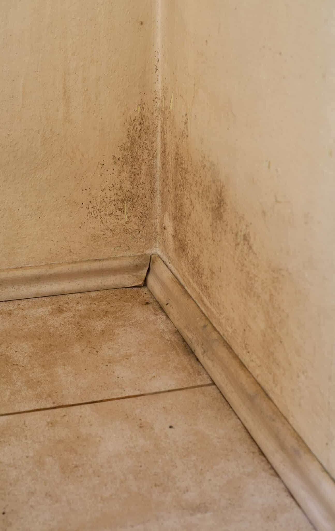 Best Dehumidifiers for Basements and Crawl Spaces 2 Mildew on a wall, Best Dehumidifiers.